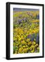 Springtime wildflowers, Dalles Mountain Ranch State Park, Washington State-Darrell Gulin-Framed Photographic Print