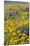 Springtime wildflowers, Dalles Mountain Ranch State Park, Washington State-Darrell Gulin-Mounted Photographic Print