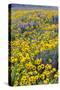 Springtime wildflowers, Dalles Mountain Ranch State Park, Washington State-Darrell Gulin-Stretched Canvas