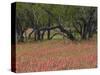 Springtime with Indian Paint Brush and Oak Trees, Near Nixon, Texas, USA-Darrell Gulin-Stretched Canvas