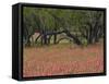 Springtime with Indian Paint Brush and Oak Trees, Near Nixon, Texas, USA-Darrell Gulin-Framed Stretched Canvas
