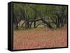 Springtime with Indian Paint Brush and Oak Trees, Near Nixon, Texas, USA-Darrell Gulin-Framed Stretched Canvas