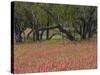 Springtime with Indian Paint Brush and Oak Trees, Near Nixon, Texas, USA-Darrell Gulin-Stretched Canvas