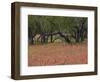 Springtime with Indian Paint Brush and Oak Trees, Near Nixon, Texas, USA-Darrell Gulin-Framed Photographic Print