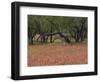 Springtime with Indian Paint Brush and Oak Trees, Near Nixon, Texas, USA-Darrell Gulin-Framed Photographic Print