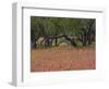 Springtime with Indian Paint Brush and Oak Trees, Near Nixon, Texas, USA-Darrell Gulin-Framed Photographic Print