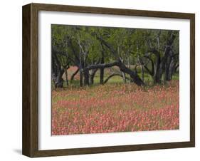 Springtime with Indian Paint Brush and Oak Trees, Near Nixon, Texas, USA-Darrell Gulin-Framed Photographic Print