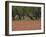 Springtime with Indian Paint Brush and Oak Trees, Near Nixon, Texas, USA-Darrell Gulin-Framed Photographic Print