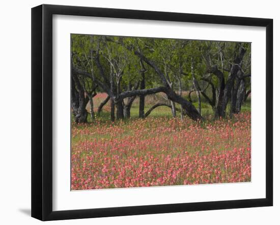 Springtime with Indian Paint Brush and Oak Trees, Near Nixon, Texas, USA-Darrell Gulin-Framed Photographic Print