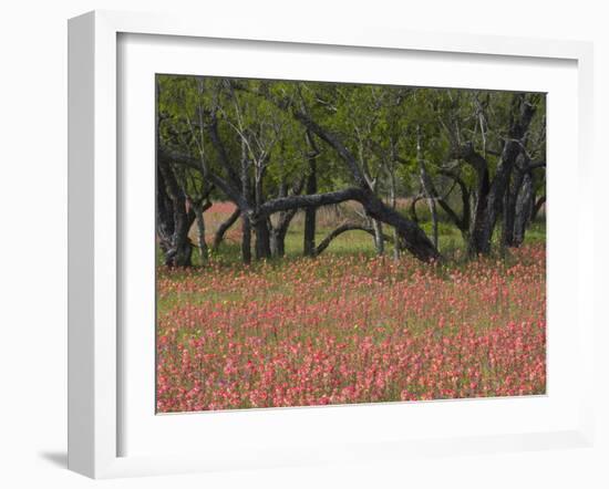 Springtime with Indian Paint Brush and Oak Trees, Near Nixon, Texas, USA-Darrell Gulin-Framed Photographic Print