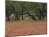 Springtime with Indian Paint Brush and Oak Trees, Near Nixon, Texas, USA-Darrell Gulin-Mounted Photographic Print