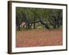 Springtime with Indian Paint Brush and Oak Trees, Near Nixon, Texas, USA-Darrell Gulin-Framed Photographic Print