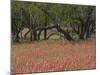 Springtime with Indian Paint Brush and Oak Trees, Near Nixon, Texas, USA-Darrell Gulin-Mounted Photographic Print