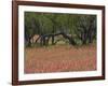 Springtime with Indian Paint Brush and Oak Trees, Near Nixon, Texas, USA-Darrell Gulin-Framed Photographic Print