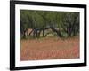 Springtime with Indian Paint Brush and Oak Trees, Near Nixon, Texas, USA-Darrell Gulin-Framed Photographic Print