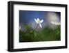 Springtime-Heidi Westum-Framed Photographic Print