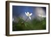 Springtime-Heidi Westum-Framed Photographic Print