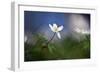 Springtime-Heidi Westum-Framed Photographic Print