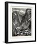 Springville Canyon. Thomas Moran (February 12-null-Framed Giclee Print