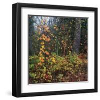 Sprinkle of Fall Color-Phillip Mueller-Framed Giclee Print