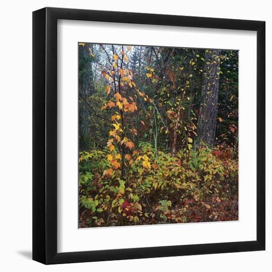 Sprinkle of Fall Color-Phillip Mueller-Framed Giclee Print