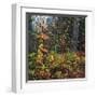 Sprinkle of Fall Color-Phillip Mueller-Framed Giclee Print