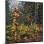 Sprinkle of Fall Color-Phillip Mueller-Mounted Giclee Print