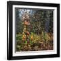 Sprinkle of Fall Color-Phillip Mueller-Framed Giclee Print
