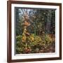 Sprinkle of Fall Color-Phillip Mueller-Framed Giclee Print