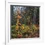 Sprinkle of Fall Color-Phillip Mueller-Framed Giclee Print