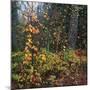 Sprinkle of Fall Color-Phillip Mueller-Mounted Giclee Print