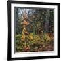 Sprinkle of Fall Color-Phillip Mueller-Framed Giclee Print