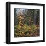 Sprinkle of Fall Color-Phillip Mueller-Framed Art Print