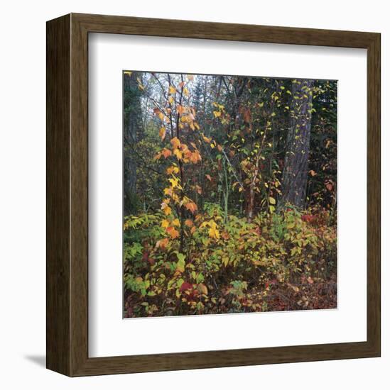 Sprinkle of Fall Color-Phillip Mueller-Framed Art Print