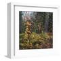 Sprinkle of Fall Color-Phillip Mueller-Framed Art Print