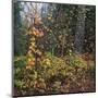 Sprinkle of Fall Color-Phillip Mueller-Mounted Art Print