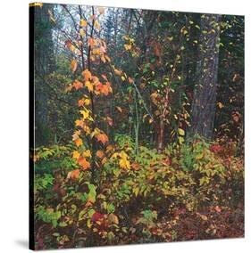 Sprinkle of Fall Color-Phillip Mueller-Stretched Canvas