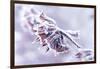 Sprinkled With Crystal Pearls-Jacob Berghoef-Framed Photographic Print