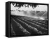 Sprinkler System in Tomato Field-Ralph Crane-Framed Stretched Canvas