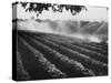 Sprinkler System in Tomato Field-Ralph Crane-Stretched Canvas