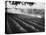 Sprinkler System in Tomato Field-Ralph Crane-Stretched Canvas