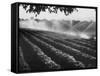 Sprinkler System in Tomato Field-Ralph Crane-Framed Stretched Canvas