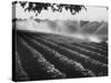 Sprinkler System in Tomato Field-Ralph Crane-Stretched Canvas