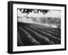 Sprinkler System in Tomato Field-Ralph Crane-Framed Photographic Print