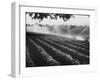 Sprinkler System in Tomato Field-Ralph Crane-Framed Photographic Print