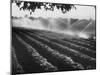 Sprinkler System in Tomato Field-Ralph Crane-Mounted Photographic Print