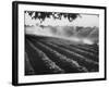 Sprinkler System in Tomato Field-Ralph Crane-Framed Photographic Print