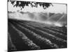 Sprinkler System in Tomato Field-Ralph Crane-Mounted Photographic Print