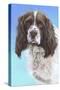 Sprinter Spaniel Zac-Karie-Ann Cooper-Stretched Canvas