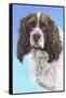 Sprinter Spaniel Zac-Karie-Ann Cooper-Framed Stretched Canvas